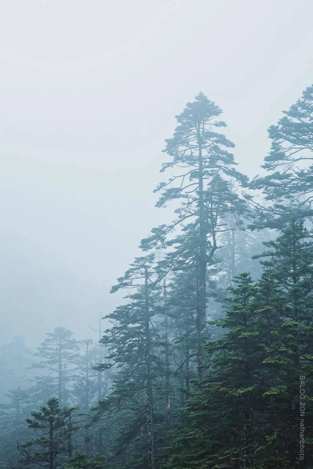 失忆的流浪者